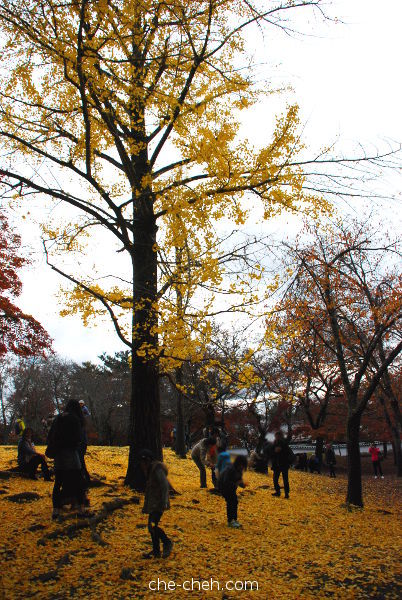 Autumn In Nara